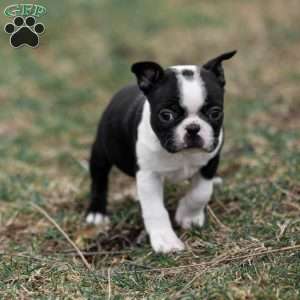 Pansy, Boston Terrier Puppy